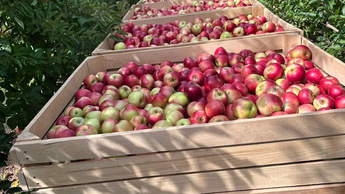 Успешна македонска приказна – ИЗ ЕУРО ФРУИТ