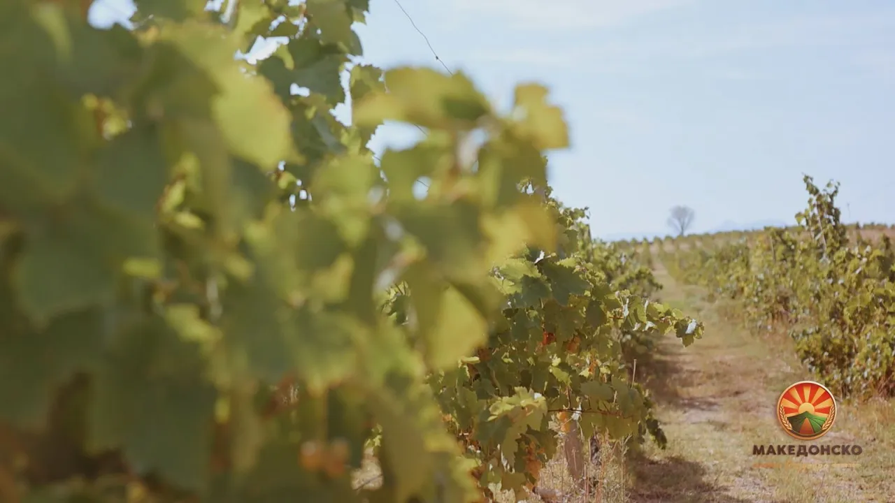 Успешна македонска приказна – Мовино