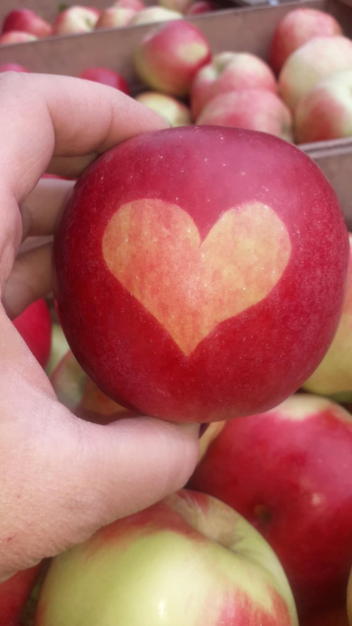 Healthy fruit (здраво овошје)