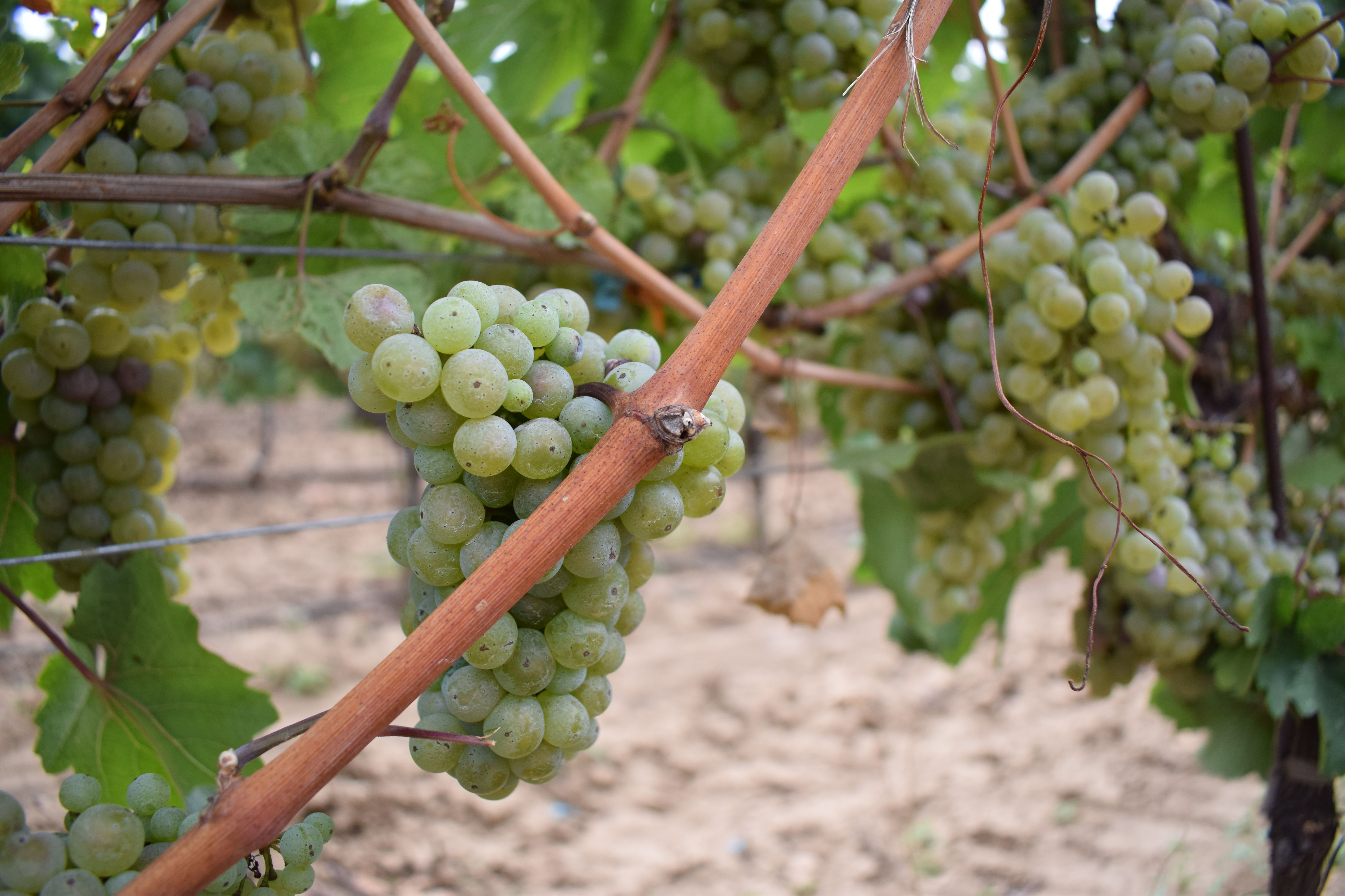 Рајнски ризлинг