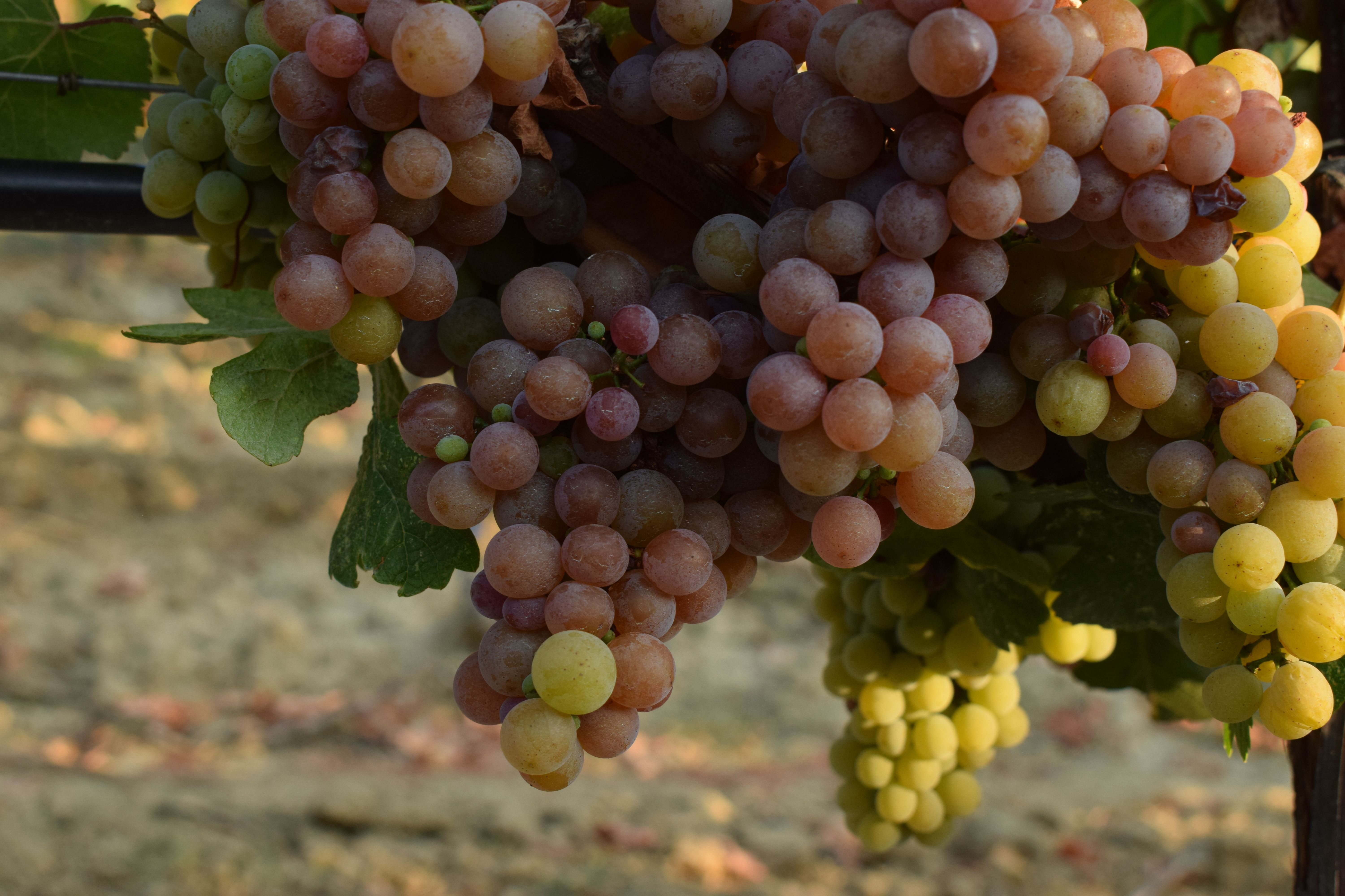 Гевурцтраминер 