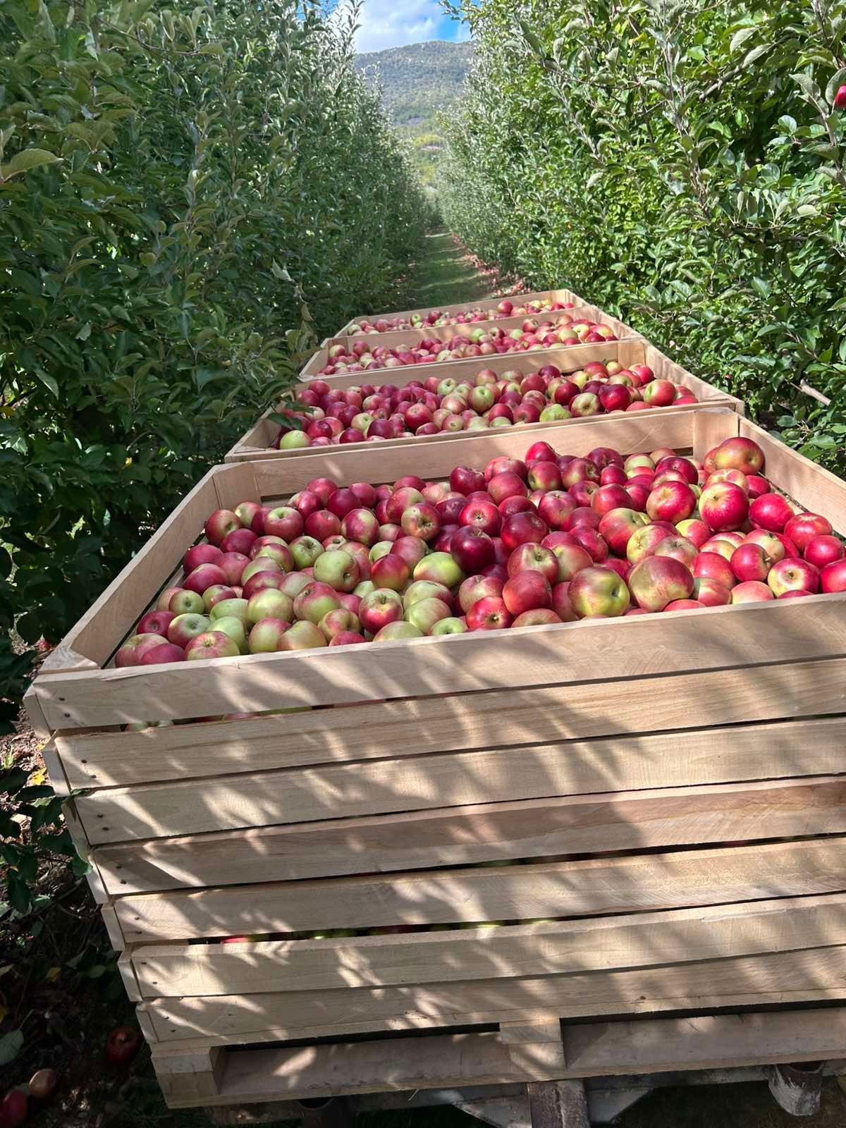 Успешна македонска приказна – ИЗ ЕУРО ФРУИТ